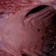 Illustration for article titled Mystery solved: This is the monster that ate that great white shark